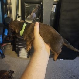 Dachshund Puppies from Pearson Federico