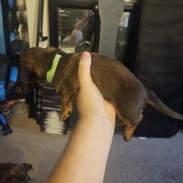 Dachshund Puppies from Pearson Federico