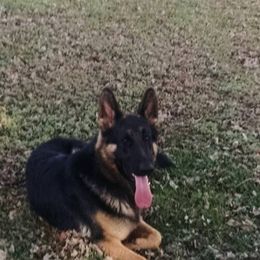 German Shepherds and Pembroke Welsh Corgis from Cobyco