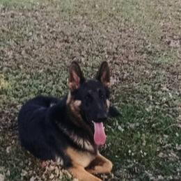 German Shepherds and Pembroke Welsh Corgis from Cobyco