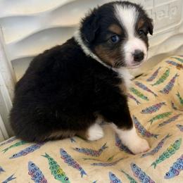 Juniper - Black tri female Miniature Australian Shepherd puppy in Gatesville, Texas from Southern Promise Aussie’s