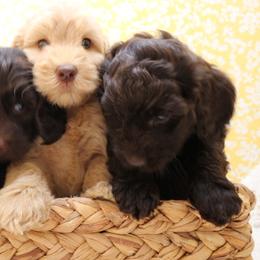 Australian Labradoodles and Goldendoodles from AKAs Doodles and Poodles, LLC