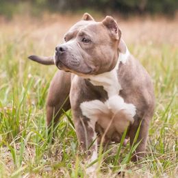 Adira - American Bully