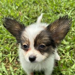 Bean - Red white and sable male Papillon puppy in Spartanburg, South Carolina from Sassy Pap Farms