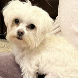 Assorted Doodle Crosses, Maltese, Maltipoos, Morkies, and Toy Australian Shepherds from 4R Aussies & Tiny Paws
