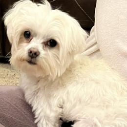 Assorted Doodle Crosses, Maltese, Maltipoos, Morkies, and Toy Australian Shepherds from 4R Aussies & Tiny Paws