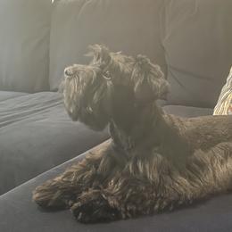Stella - Miniature Schnauzer