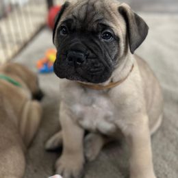 Bullmastiff Puppies from Ironward Bullmastiffs