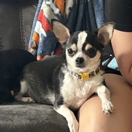 Pepper - Chihuahua