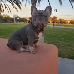 French Bulldog Puppies from Quality Control Frenchies