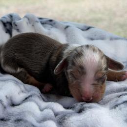 Ruby - Dapple female Dachshund puppy in Arab, Alabama from Cantrell’s Dachshund Den