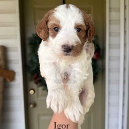 Igor - Parti male Goldendoodle puppy in Comanche, Texas from Central Texas Doodles, LLC.
