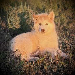 Pomsky and Siberian Husky Puppies from A-Dream Pomsky Kennel
