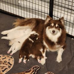 Eevee - Pomsky