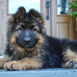 Cream collar - Black and red female German Shepherd puppy in Howell, Michigan from Sheyenne’s Shepherds