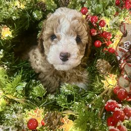 Ron - Parti male Goldendoodle puppy in Kearneysville, West Virginia from Daydreamer