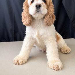 Dolly - Cocker Spaniel