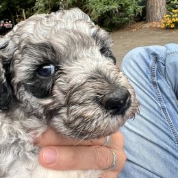 Labradoodle Puppies from Bear Creek Labradoodles