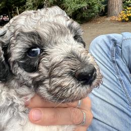 Labradoodle Puppies from Bear Creek Labradoodles