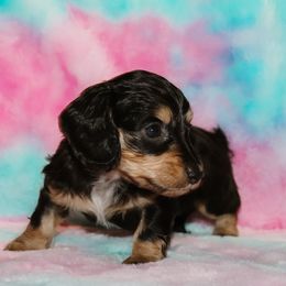 Black Tan Female 2 - Black and tan female Dachshund puppy in Coldwater, Mississippi from Mississippi Shorties Miniature Dachshunds