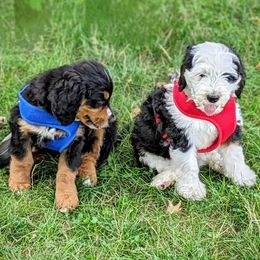 Bernedoodle Puppies from Puppies by Piper