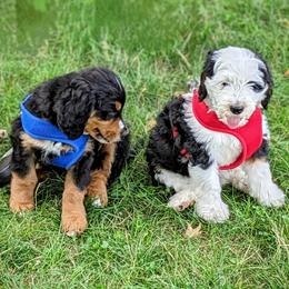 Bernedoodle Puppies from Puppies by Piper