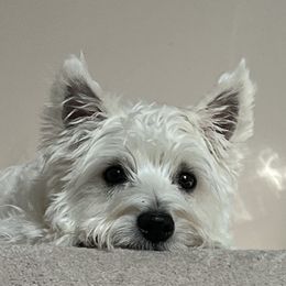 Beau - West Highland White Terrier