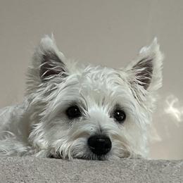 Beau - West Highland White Terrier