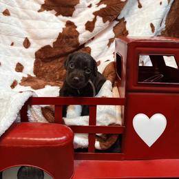 White - Liver female Boykin Spaniel puppy in Northport, Alabama from Blue Creek Boykins