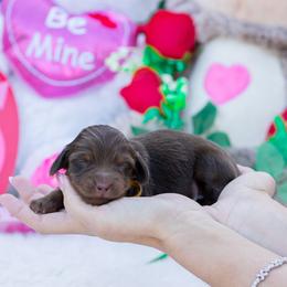 Slinky - Chocolate and tan male Dachshund puppy in Fort Myers, Florida from Blossom Paws