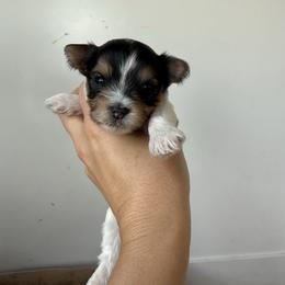 Boy 1 - Parti male Yorkshire Terrier puppy in Elk Ridge, Utah from Janita's Yorkshire Terriers
