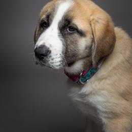 Anatolian Shepherd Dog Puppies from Fiddler’s Dream Anatolians