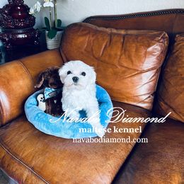 Florizel - White Maltese puppy in Snowville, Utah from Navabo Diamond