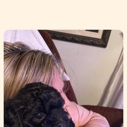 Cavapoo All Grown Up from Carolina Canines