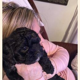 Cavapoo All Grown Up from Carolina Canines