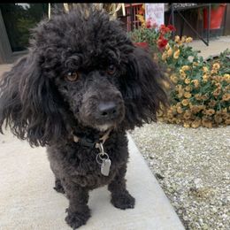Bella - Poodle