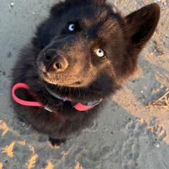 Karma - Siberian Husky