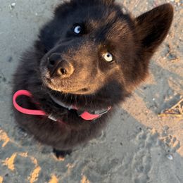 Karma - Siberian Husky