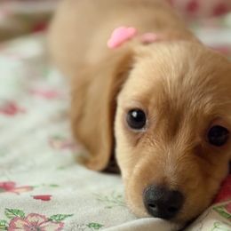 Dachshunds from The Teacup Homestead Miniature Dachshunds