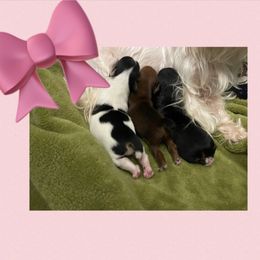 Yorkshire Terrier Puppies from Ledet’s Yorkies