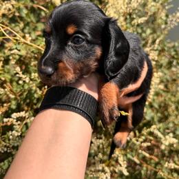 Pillow-Cat - Black and tan female Dachshund puppy in Duncan, Arizona from Bootheel Doxies