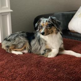 Dixie - Miniature Australian Shepherd