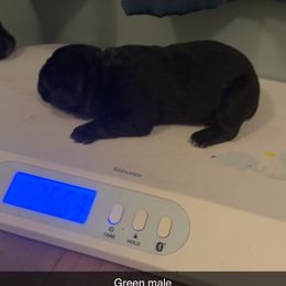 Boy 3 - male Cane Corso puppy in Jasper, Alabama from C&M Cane Corso