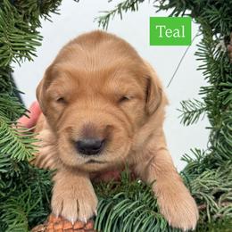 Teal - Dark golden female Golden Retriever puppy in Windsor, California from Copper Tail Golden Retrievers