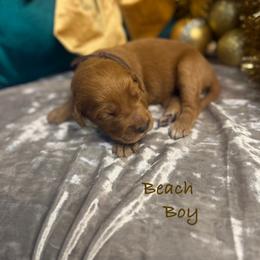 Beach - Red  male Goldendoodle puppy in Rockville, Minnesota from Bracha Poodles & Doodles