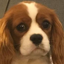 Luna - Cavalier King Charles Spaniel