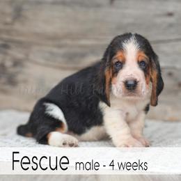 Fescue - Black white and brown male Basset Hound puppy in Jefferson City, Missouri from Triple Hill Farm