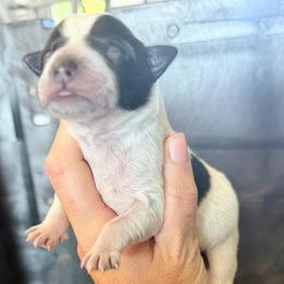 7 - Black & white female Miniature Australian Shepherd puppy in Chilton, Wisconsin from Pointless Acres