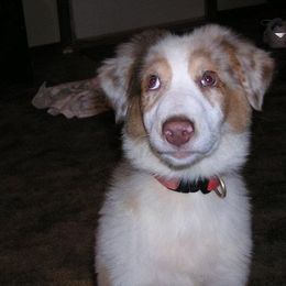 Australian Shepherd Puppies from Diamond B Kennels