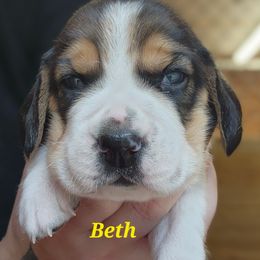 Girl 1 - female Beagle puppy in Brockway, Pennsylvania from Sugar Hill Hounds